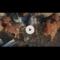 مرغ محلی (گلپایگان)|حیوانات مزرعه|دیواندره, |دیوار