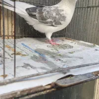 کبوتر پرشی کاشان