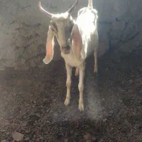گیسه