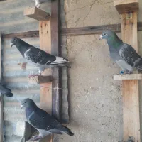کبوتر مسافتی|پرنده|شیراز, شاهچراغ|دیوار