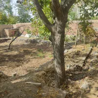 خانه باغچه5400متری انشعابات داربهترین موقعیت اسکو|فروش زمین و ملک کلنگی|اسکو, |دیوار