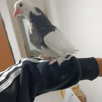 جوجه طوقی|پرنده|کرمان, |دیوار