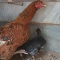 دو عدد مرغ و نیمچه معاوضه با ...