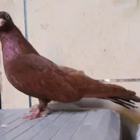 ماده صرب سرخ بشرط تخم امیدیه|پرنده|بندر ماهشهر, |دیوار