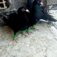 کبوتر کفتر
