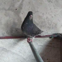 کفترشهری|پرنده|شیراز, شاپورجان|دیوار