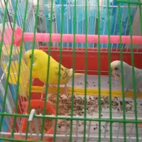 نر ماده مرغ عشق|پرنده|تربتحیدریه, حیدرآباد|دیوار