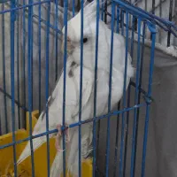 عروس هلندی وحشی