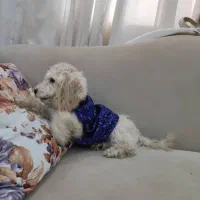 سگ پودل|سگ|پرند, فاز ۲|دیوار