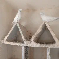 پنج عدد کبوتر فروشی|پرنده|میناب, |دیوار