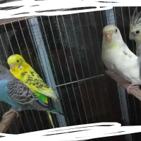 تابلو طرح مرغ عشق