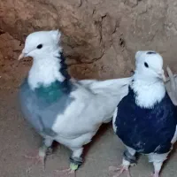 جفت طوقی|پرنده|بیرجند, |دیوار