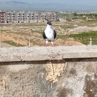 ساده افشان کاکلی.نر