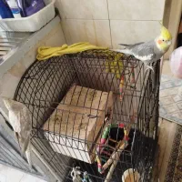 جفته عروس هلندی سخنگو با قفس