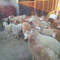 فروش گوسفند زنده