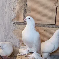 کبوتر لوتی غیرتی