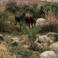 اسب