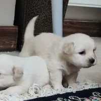 سگ پا کوتاه موجود است