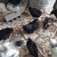 مرغ تخمگذار