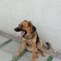سگ ژرمن و دوبرمن مفت