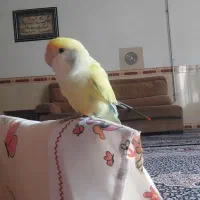 حیوان|پرنده|پاوه, |دیوار