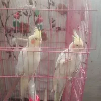 عروس هلندی|پرنده|سیسخت, |دیوار