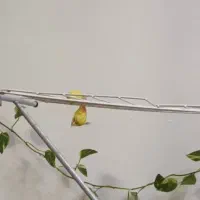 کوتوله زرد کله قرمز دستی دستی|پرنده|شیراز, شهرک والفجر|دیوار