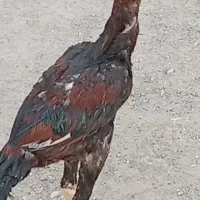 مرغ خروس محلی ولاری