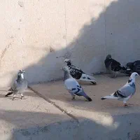 طوقی|پرنده|دوگنبدان, |دیوار