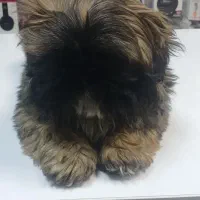 بچه سگ شیتزو|سگ|اسلام‌شهر, شهرک انبیا|دیوار