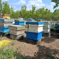 زنبور ،عسل هشت تا ده قاب