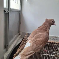چهار تا رنگه دجه یک دم سفید کلاغ