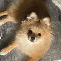 پامر روباهی نر