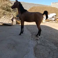 اسب دره شوری|اسب و تجهیزات اسب‌سواری|سلماس, |دیوار