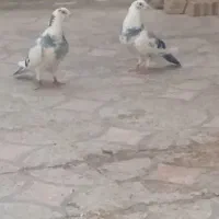 پلاکی ابلغ نر ماده