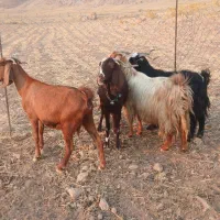 ۴راس بز