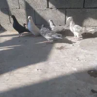 کبوتر|پرنده|برازجان, |دیوار