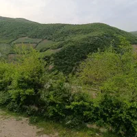 اجاره سوییت جنگلی اریکا