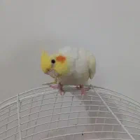 عروس هلندی لوتینو|پرنده|دهگلان, |دیوار