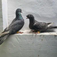 نرو ماده سرکه ای