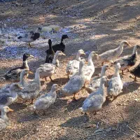 اردک|حیوانات مزرعه|اقبالیه, |دیوار