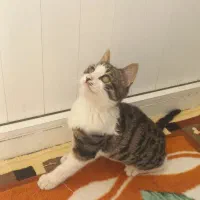 گربه خانگی