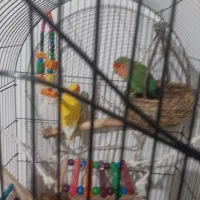 یه جفت طوطی برزیلی باقفس سالم سه تومن