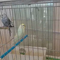 مرغ عشق|پرنده|تاکستان, |دیوار