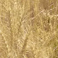 هفده هکتار زمین کشاورزی آبی بارانی