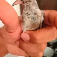 جوجه سهره قدوقواره دار کرمانشاه بینهایت درشت کال|پرنده|مشهد, بهاران|دیوار