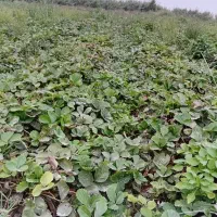 نهال توت فرنگی کاماروس|گل و گیاه طبیعی|خان ببین, |دیوار