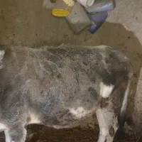 گاو آبستن بومی و گلپایگانی|حیوانات مزرعه|پاتاوه, |دیوار