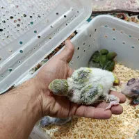 جوجه راهب و برزیلی|پرنده|بومهن, |دیوار