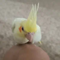 جوجه عروس هلندی